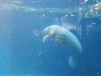 鳥羽水族館🪼蠻遠但值得一去