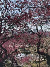 순천 매화 여행코스 추천🌸 하루 만에 다 갈 수 있어요💖