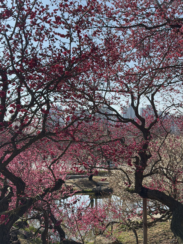 순천 매화 여행코스 추천🌸 하루 만에 다 갈 수 있어요💖