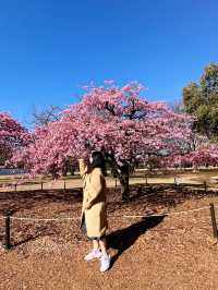 🌸 Sakura Blooming at Yoyogi Park 🌸