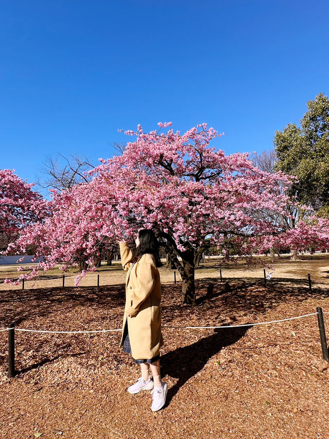🌸 Sakura Blooming at Yoyogi Park 🌸