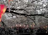 Chasing Sakura at Meguro River