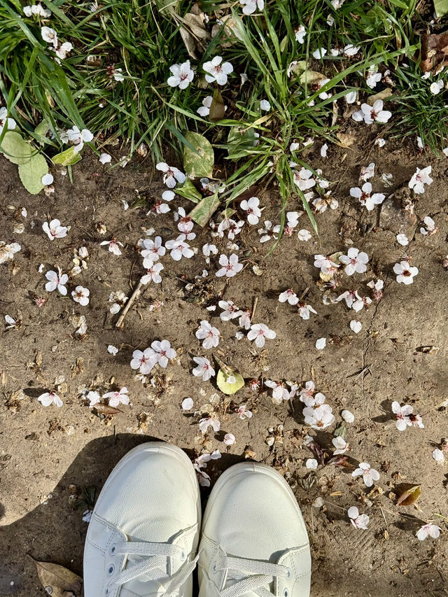 A Serene Escape Amidst the Blossoms at White Horse Temple