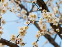 Chasing Plum Blossoms at Yume Tachibana