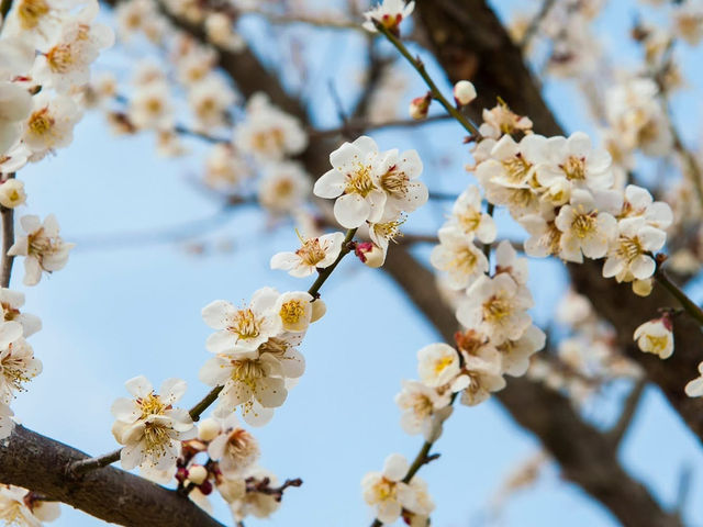Chasing Plum Blossoms at Yume Tachibana