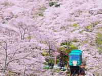 Chasing Sakura at Funaoka Joshi Park Monorail