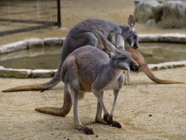 活力 . 愛媛県立とべ動物園