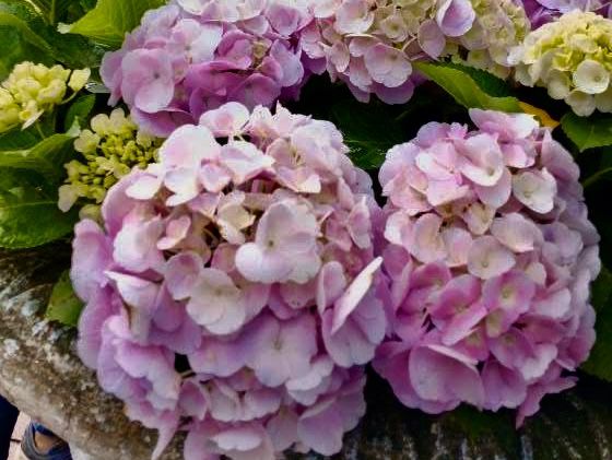 賞花及花伴野餐初體驗在大安森林公園