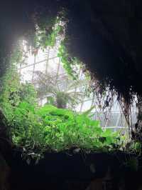 Sakura, Supertrees, and Sundae Bliss! Discovering the Magic of Gardens by the Bay