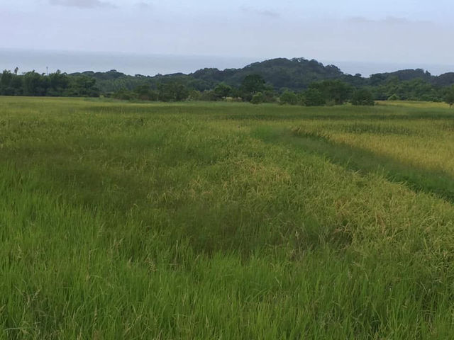 金剛大道 