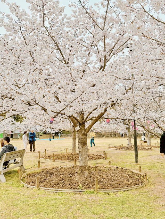 예쁜 벚꽃을 만나보기 좋은 일본 소도시, 다카마쓰🇯🇵