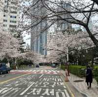 海云台Dalmaji路樱花
