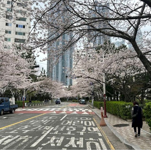 海云台Dalmaji路樱花