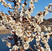SEOMJIN RIVER | A HIDDEN GEM FOR STUNNING CHERRY BLOSSOMS