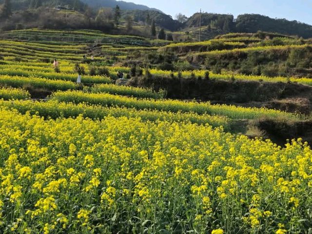 The Golden Tapestry of Southern China