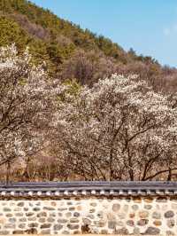 Walking Through Time & Blossoms: Uam Park's Spring Exploration