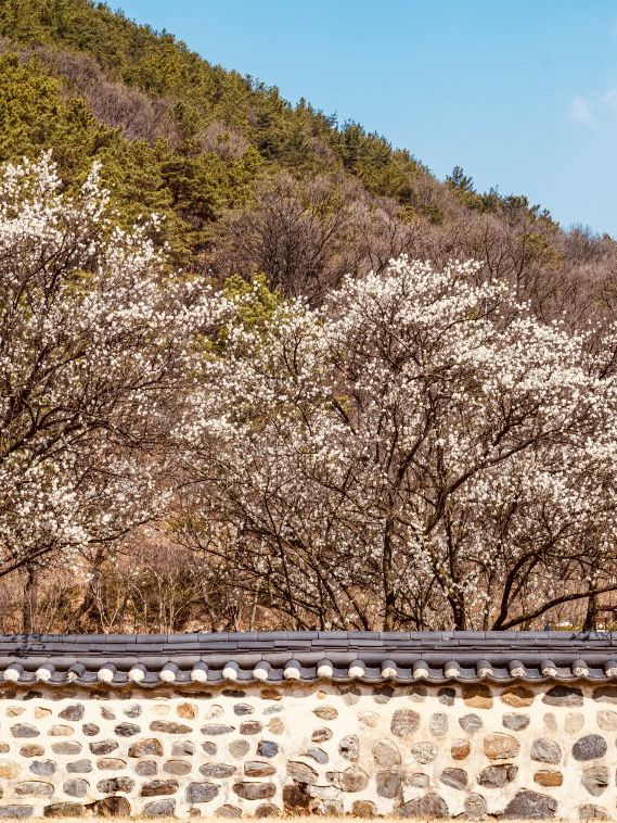 Walking Through Time & Blossoms: Uam Park's Spring Exploration