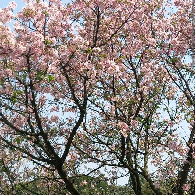 陽明山花鐘