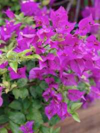 Bougainvillea in Full Bloom at Southeast Botanical Gardens 