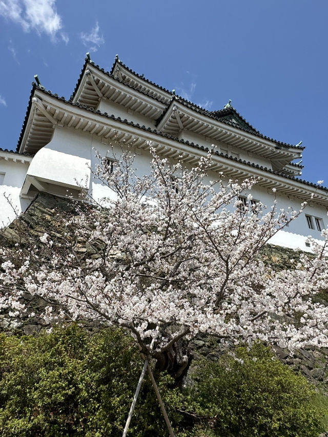 滿開的櫻花城～和歌山城