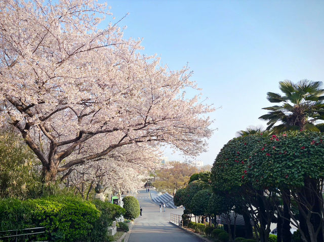 【ひとり旅でも満喫】2泊3日で楽しむ春の釜山🌸✈️