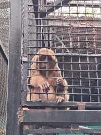 Roars, Paws & Jungle Laws – A Day at Zoo Negara