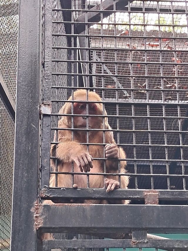 Roars, Paws & Jungle Laws – A Day at Zoo Negara
