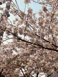 Under a Blossom Canopy: The Enchantment of Yunjung Road
