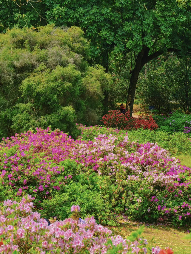 Guangzhou is filled with the essence of spring