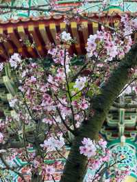 🌸**台北天元宮後山櫻花園區是欣賞櫻花**🌸
