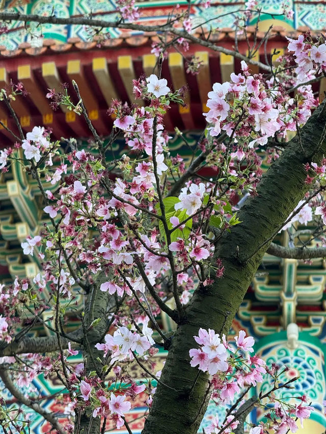 🌸**台北天元宮後山櫻花園區是欣賞櫻花**🌸
