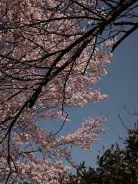 新宿御苑櫻花開🌸春遊好去處