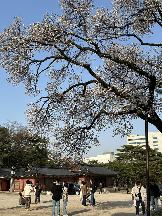 매화나무 살구나무가 흐드러진🌸 창경궁 봄나들이