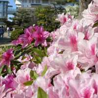 Spring Picnic Bliss at Osaka Castle Park