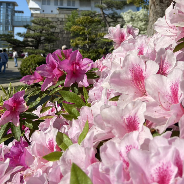 Spring Picnic Bliss at Osaka Castle Park