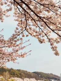 Urban Oasis in Bloom: Gwanggyo Lake's Springtime Charm for All 
