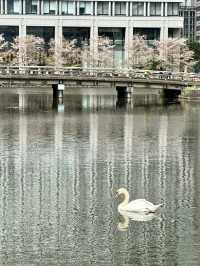 Spring Serenity at Wadakura Fountain Park🦢