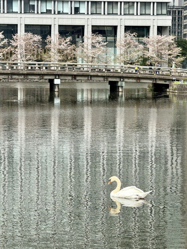 Spring Serenity at Wadakura Fountain Park🦢