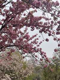 Cherry blossom @ Yuyuantan Park Beijing China