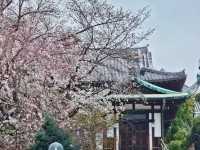 Nara Park, Japan - a Haven for Cherry Blossoms