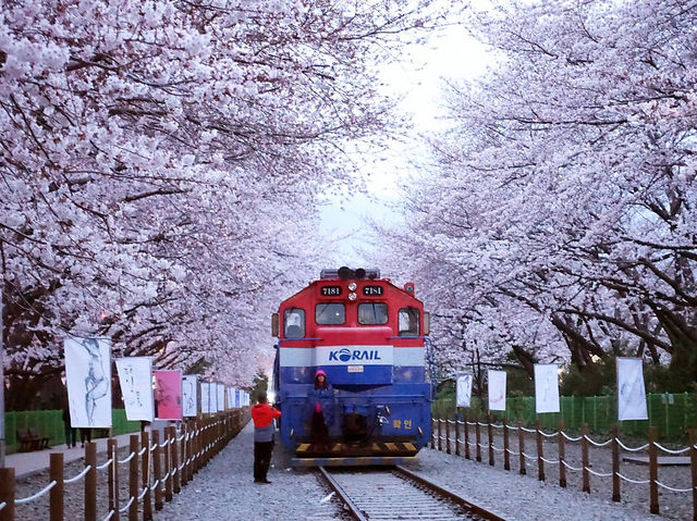 진해 벚꽃 🌸