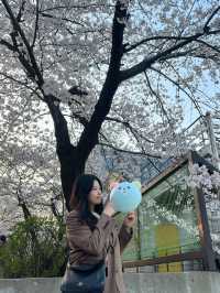 봄에 산책하기 딱 좋은 여의도 한강공원~벚꽃길 🌸