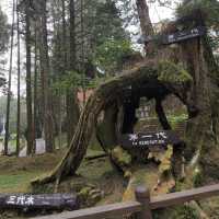 阿里山派出所步道 Alishan Police Station Trail 