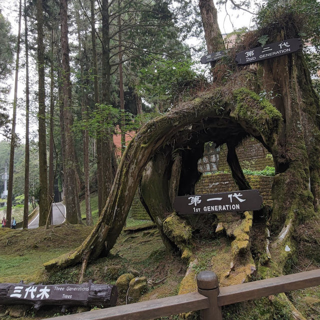 阿里山派出所步道 Alishan Police Station Trail 