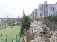 川沿いに続く桜のトンネル！安養川の桜並木🌸🚶‍♂️