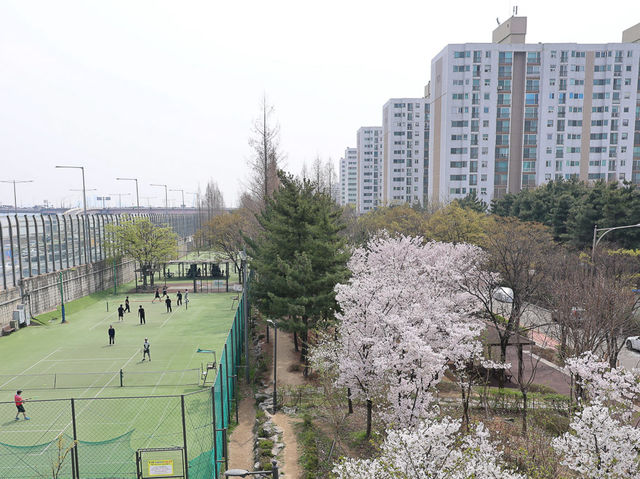 川沿いに続く桜のトンネル！安養川の桜並木🌸🚶‍♂️