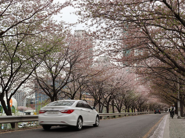 新道林・安養川の桜並木でのんびり花見散歩🌸