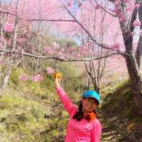 三色花景ㄧ次搞定的萬里林園