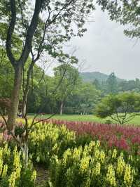 Snapdragons & Serenity: Spring Stroll in Taiziwan Park