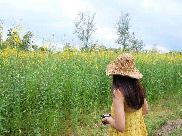 ทุ่งดอกปอเทือง ศูนย์วิจัยและพัฒนาการเกษตรลำปาง